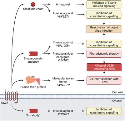 Therapeutic targeting of HCMV-encoded chemokine receptor US28: Progress and challenges